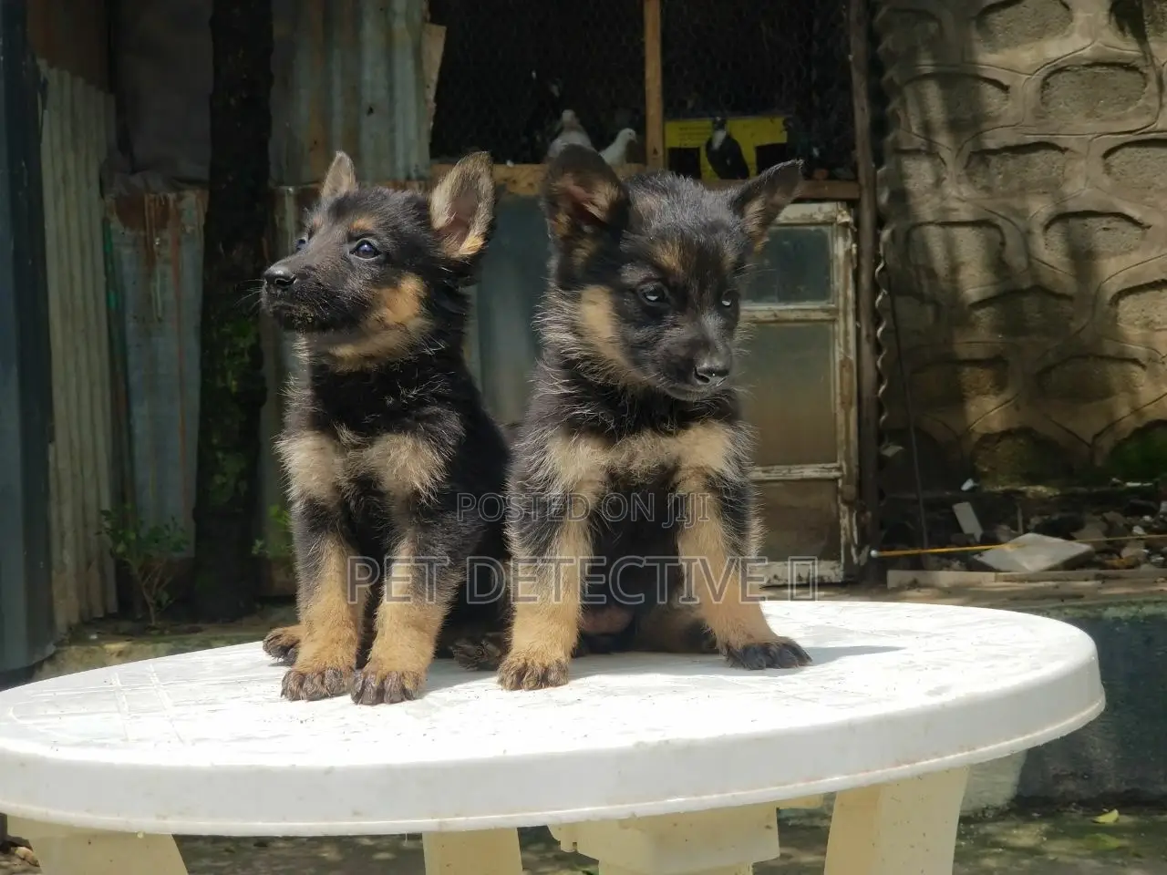 1-3 months Male Purebred German Shepherd