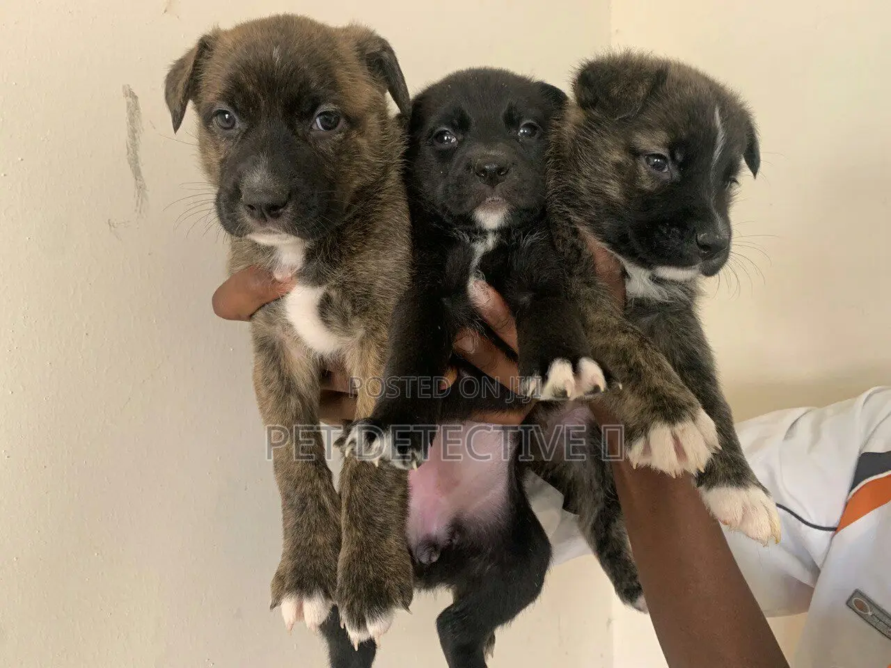 1-3 months Male Purebred American Pit Bull Terrier