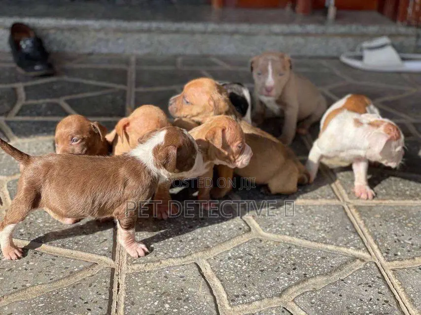 1-3 months Male Purebred American Pit Bull Terrier