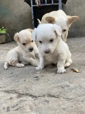 1-3 months Male Purebred Maltese