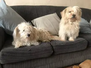 1-3 months Male Purebred Maltese