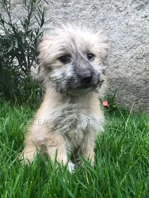 1-3 months Male Purebred Maltese