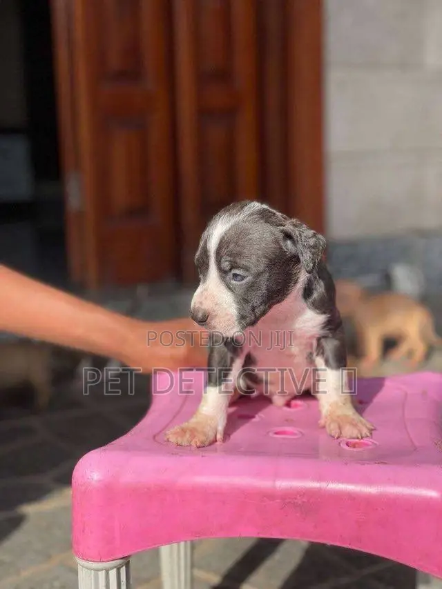 1-3 months Male Purebred American Pit Bull Terrier