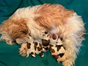 1-3 months Male Purebred Maltese Shih Tzu