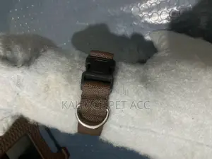 Dog Collars and Leashes