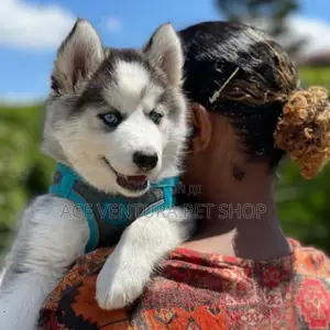0-1 month Male Purebred Siberian Husky