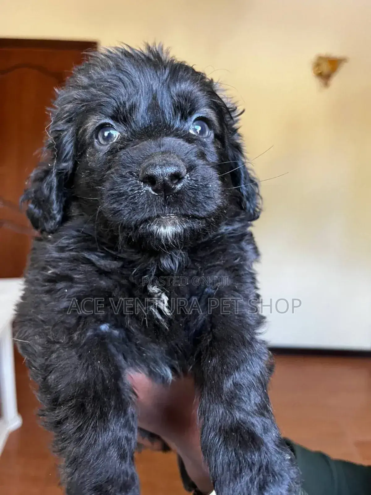 1-3 months Male Mixed Breed Maltese Shih Tzu