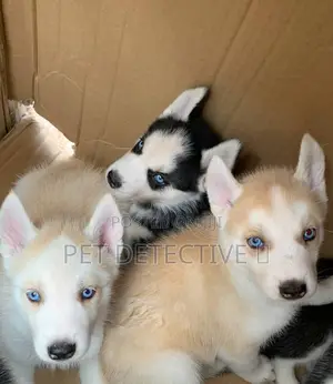 1-3 months Male Purebred Siberian Husky