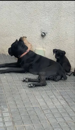 1-3 months Male Purebred Cane Corso