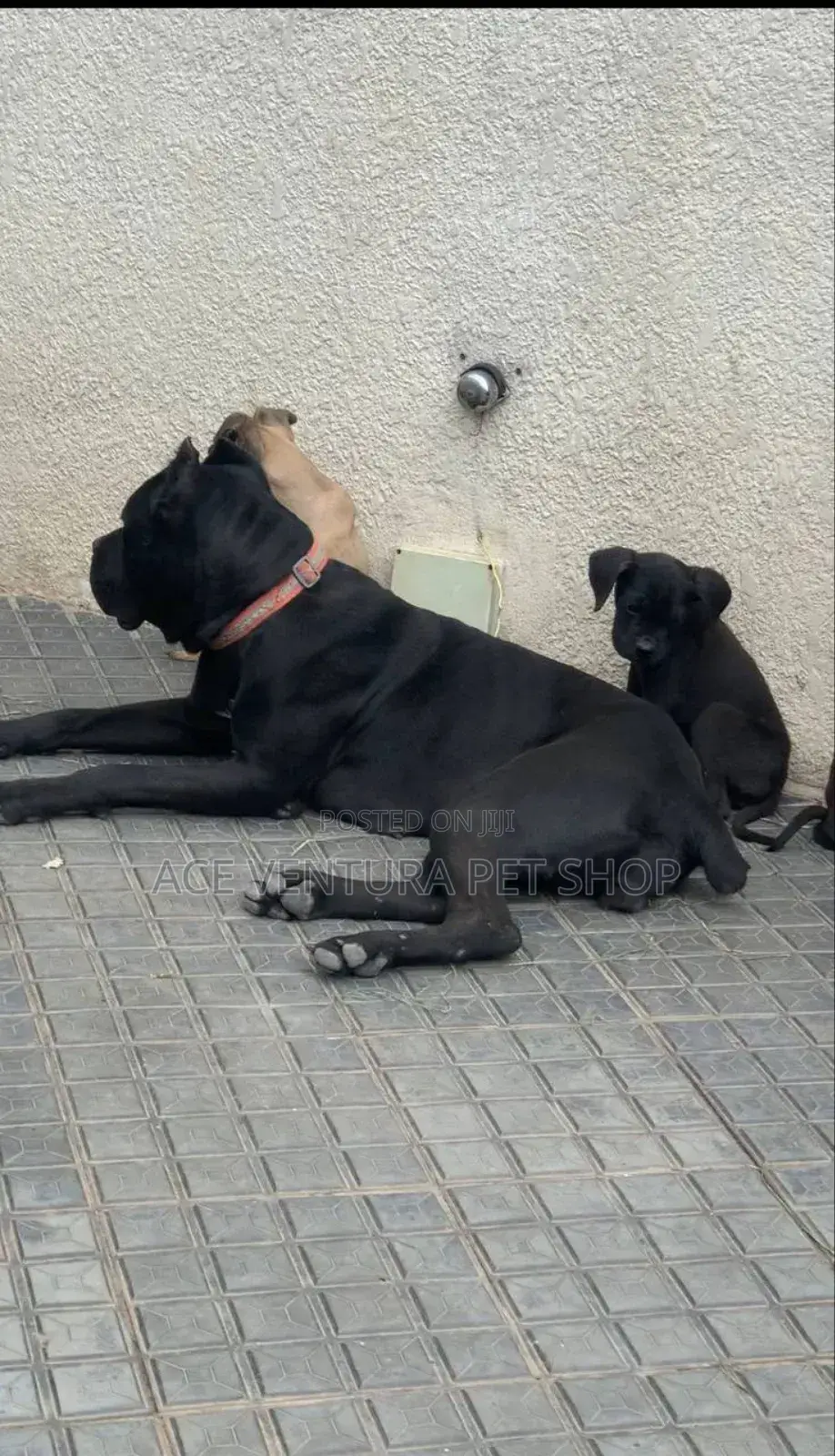 1-3 months Male Purebred Cane Corso