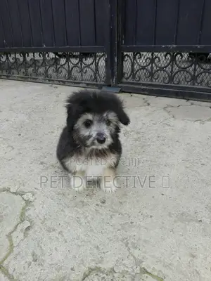 1-3 months Male Purebred Maltese