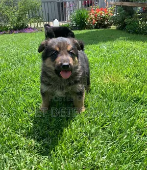 1-3 months Male Purebred German Shepherd