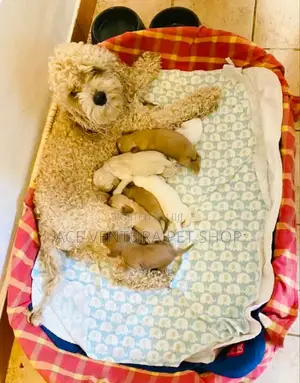 1-3 months Male Purebred Poodle