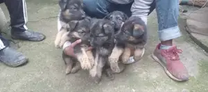 1-3 months Male Purebred German Shepherd