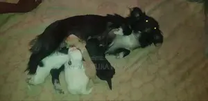 1-3 months Male Purebred Chihuahua