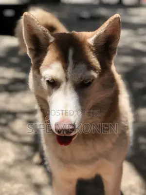 3-6 months Male Purebred Siberian Husky