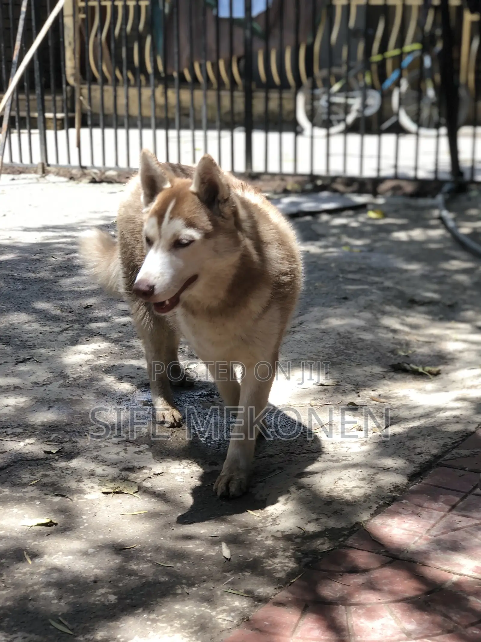3-6 months Male Purebred Siberian Husky