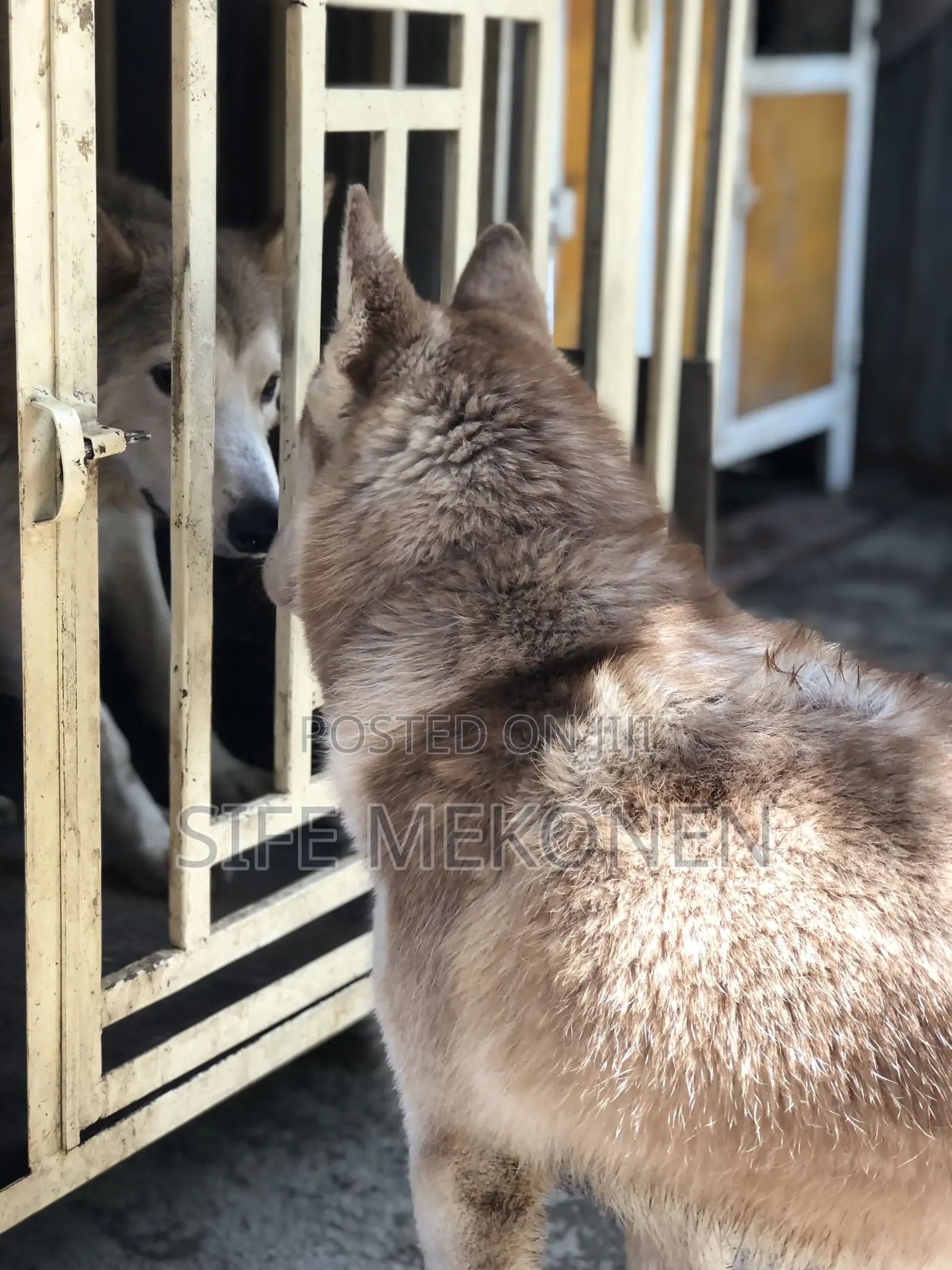 3-6 months Male Purebred Siberian Husky