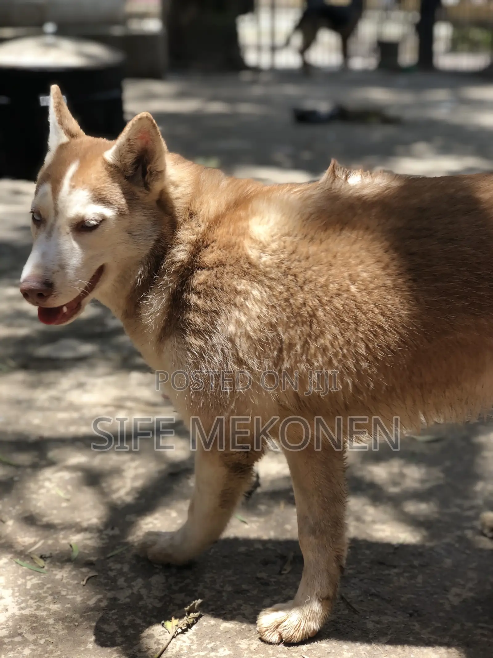 3-6 months Male Purebred Siberian Husky