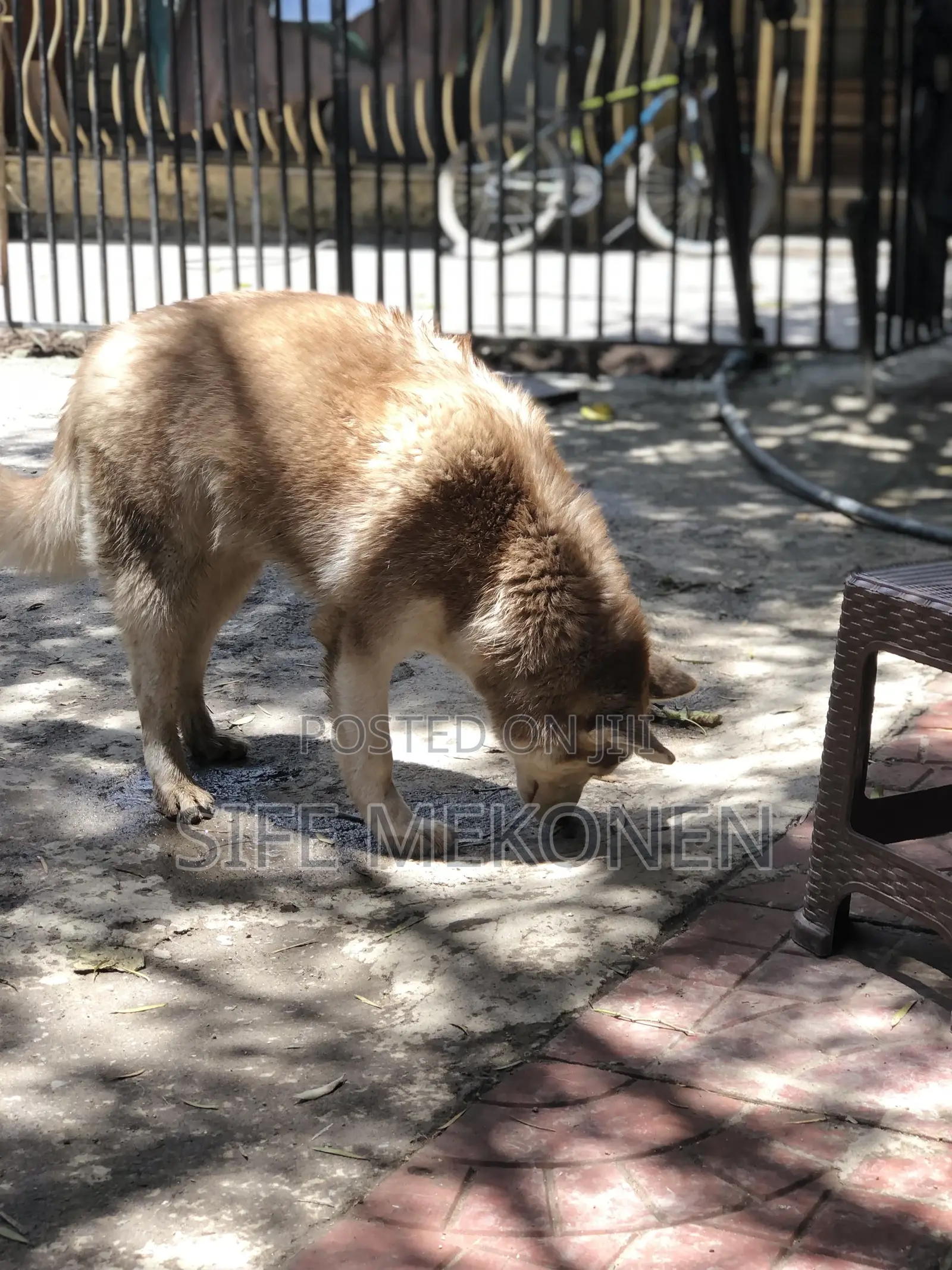 3-6 months Male Purebred Siberian Husky