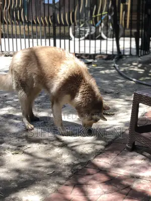 3-6 months Male Purebred Siberian Husky