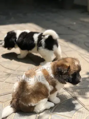 1-3 months Male Purebred Maltese