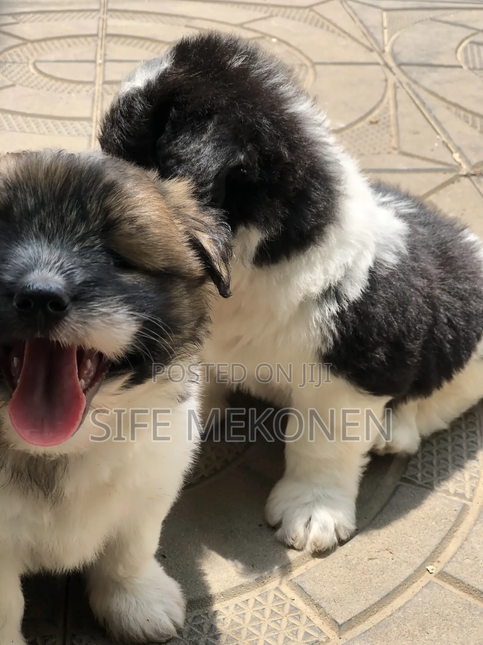 1-3 months Male Purebred Maltese