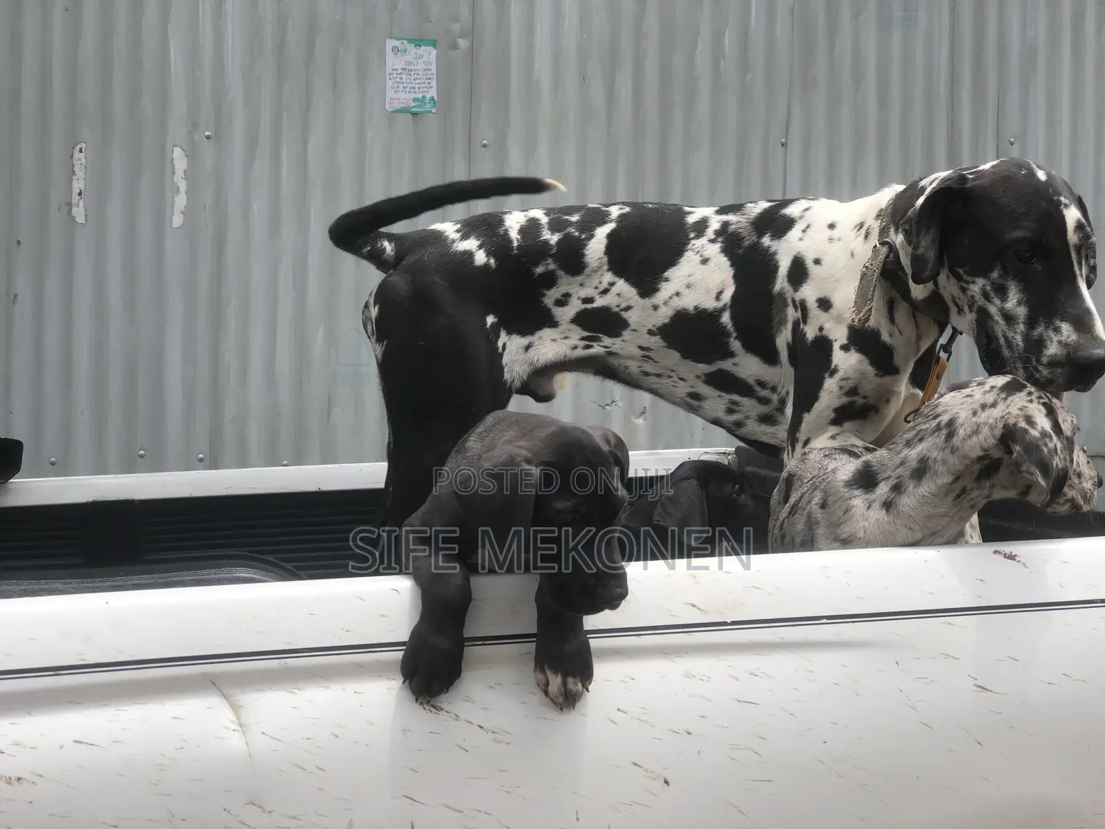 1-3 months Male Purebred Great Dane