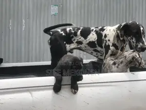 1-3 months Male Purebred Great Dane