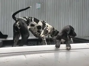1-3 months Male Purebred Great Dane