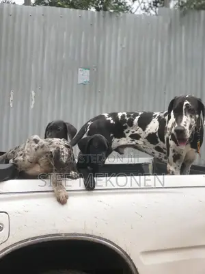 1-3 months Male Purebred Great Dane
