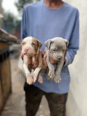 1-3 months Male Purebred American Bully