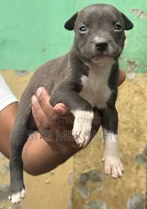 1-3 months Male Purebred American Bully