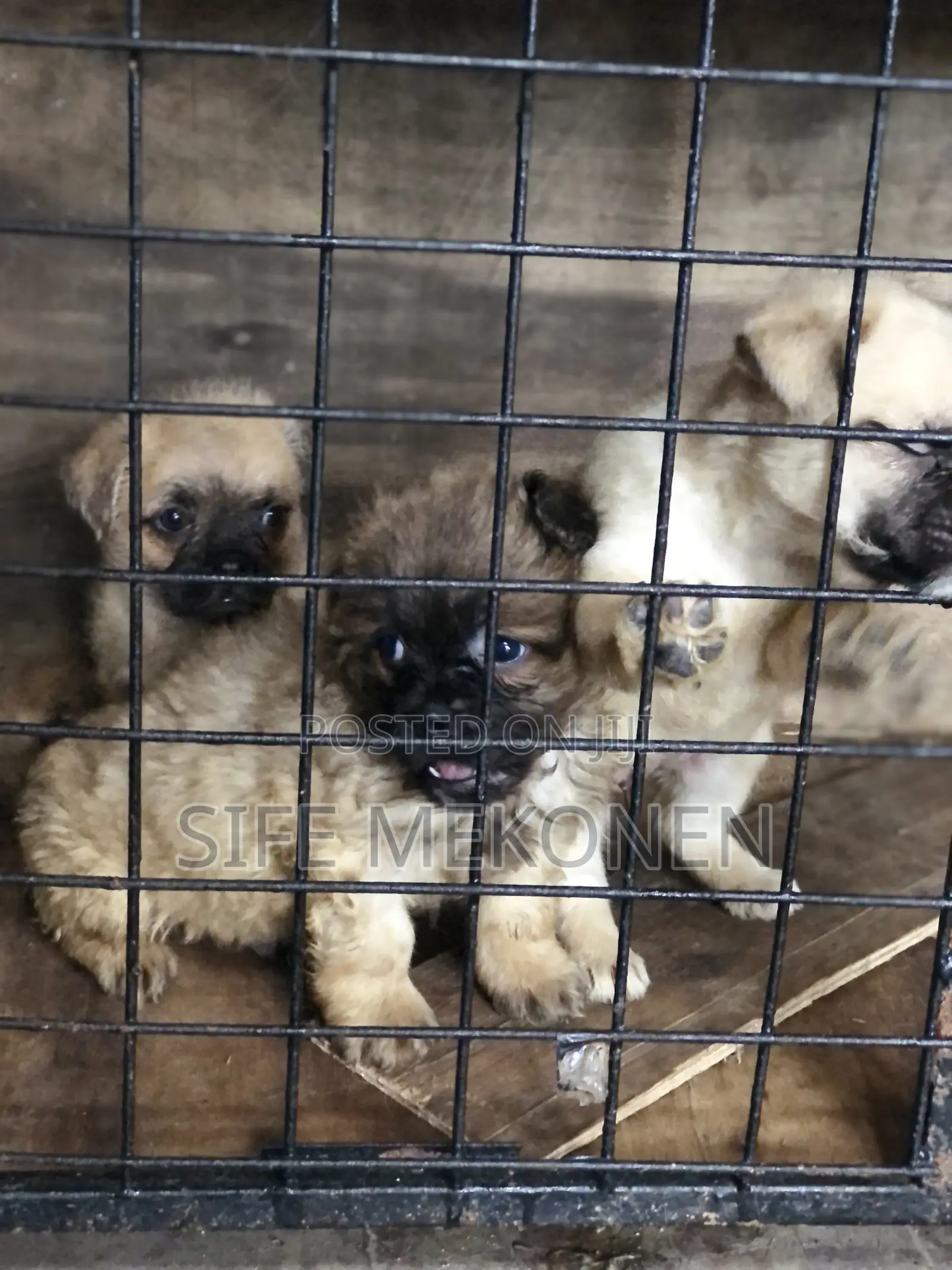 1-3 months Male Purebred Pug