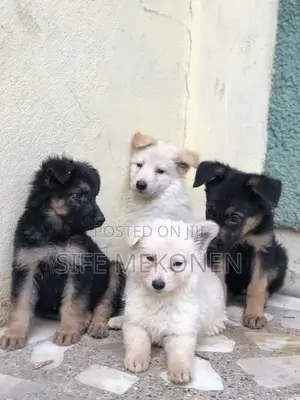 1-3 months Male Purebred German Shepherd