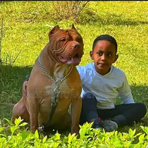 1-3 months Male Purebred American Pit Bull Terrier