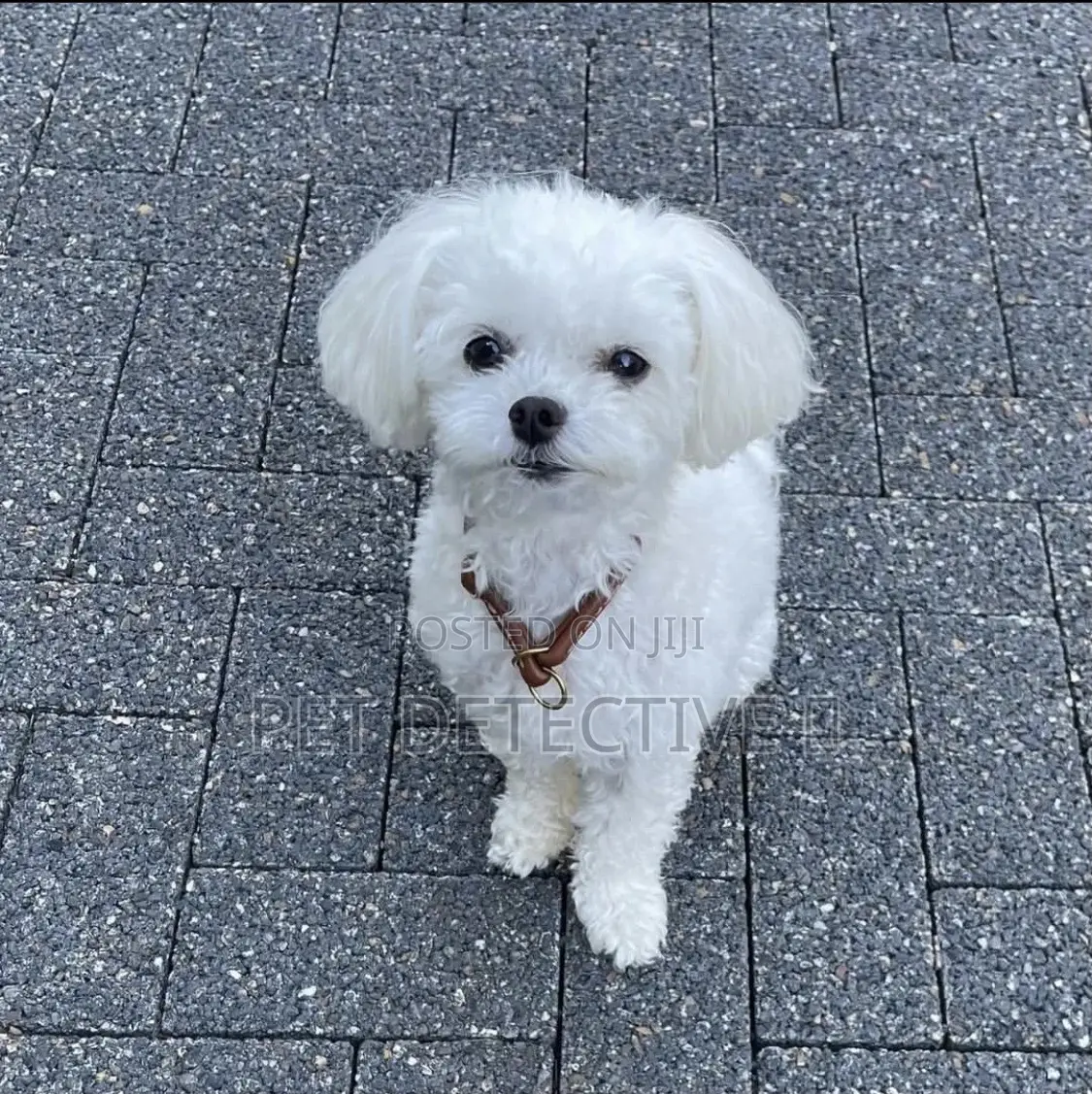 3-6 months Male Purebred Poodle