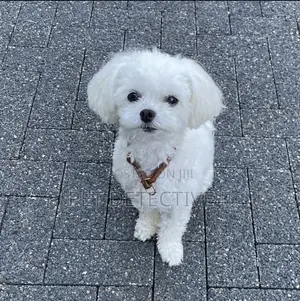 3-6 months Male Purebred Poodle