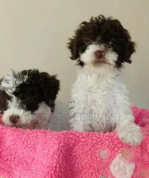1-3 months Male Purebred Poodle