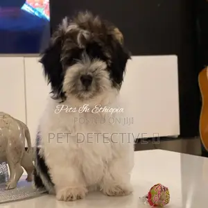 3-6 months Male Purebred Maltese Shih Tzu