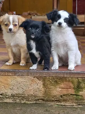 1-3 months Male Purebred Chihuahua
