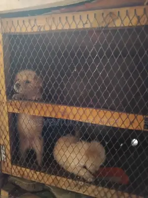 1-3 months Male Purebred Maltese