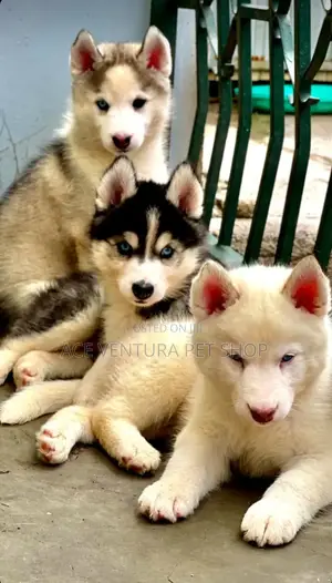 1-3 months Male Purebred Siberian Husky