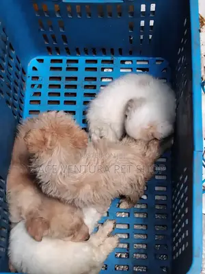 1-3 months Male Purebred Maltese