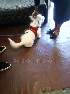 Sadle Dog Harness