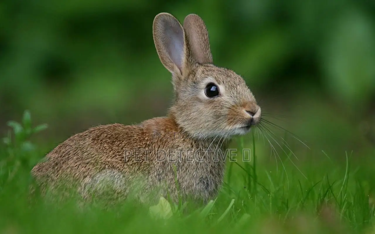 Rabbit From Switzerland