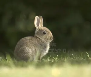Rabbit From Switzerland 