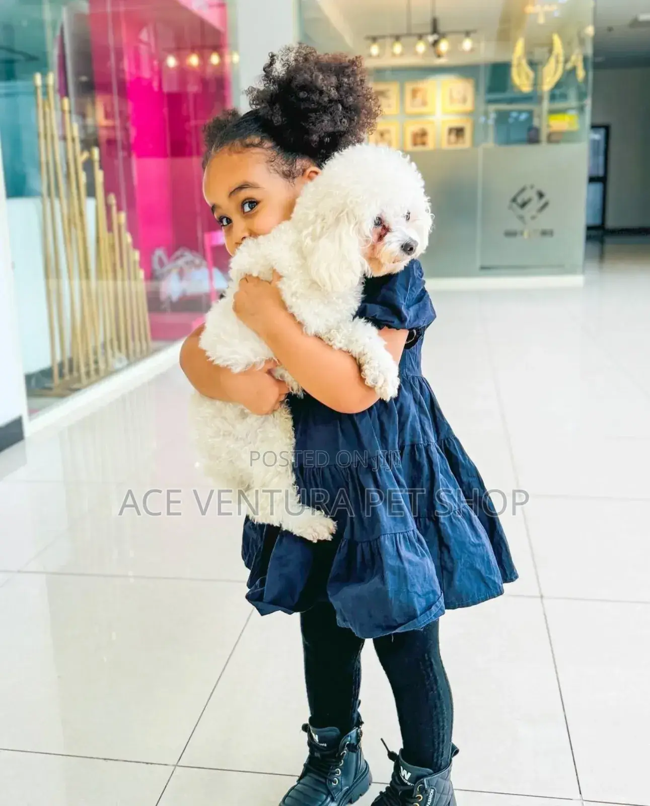 1-3 months Male Purebred Poodle