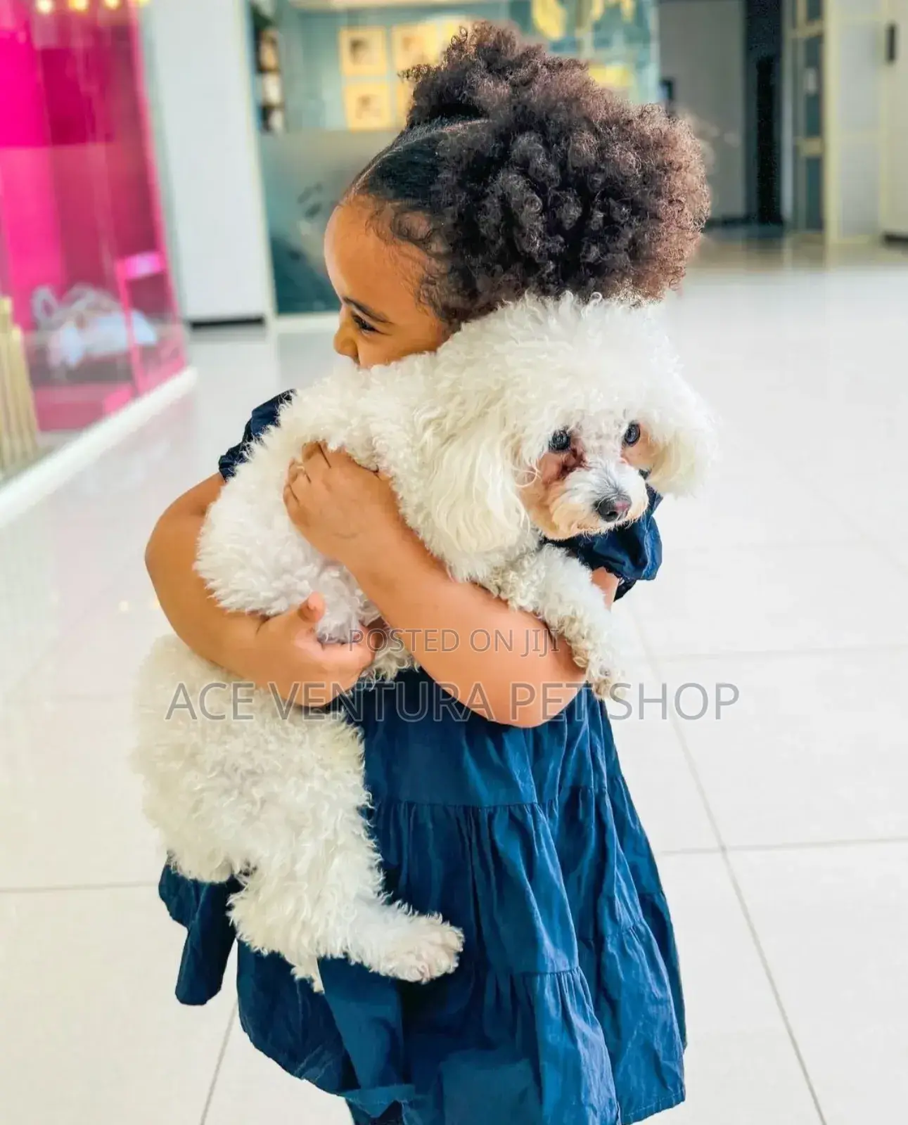 1-3 months Male Purebred Poodle