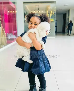 1-3 months Male Purebred Poodle